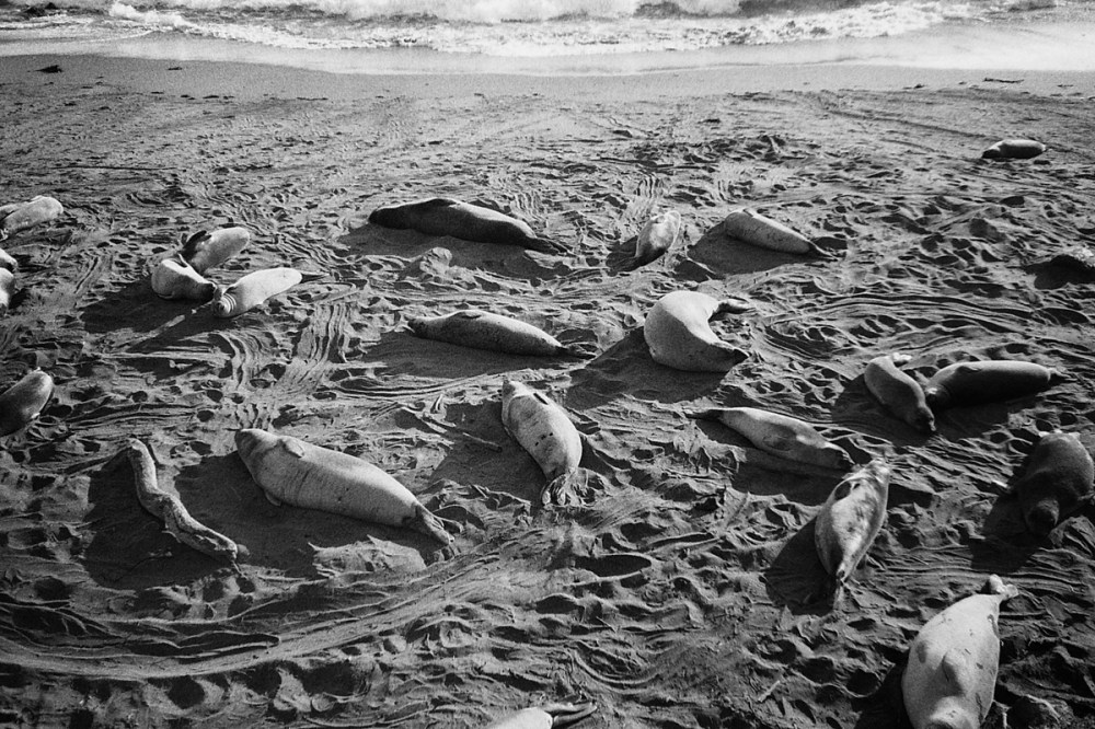 Elephant_seals_Ricoh-F-33_T-Max_400